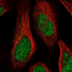 FAM212B Antibody, Novus Biologicals 25 &mu;L, Unlabeled:Antibodies, Polyclonal